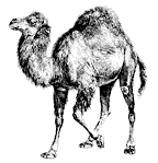Camello de Perl